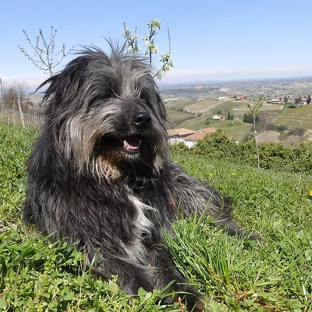 Bed & Breakfast Il Colle Nel Vento Santo Stefano Belbo